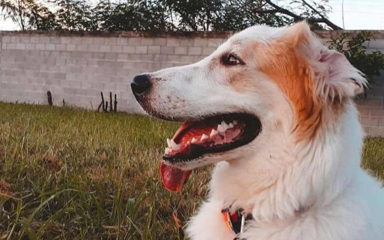¿Un perrito cómo testigo en una audiencia? Un MP lo propuso y así reaccionó la jueza