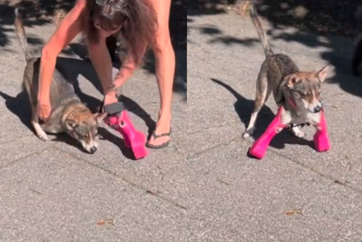 Perro usa prótesis para caminar por primera vez