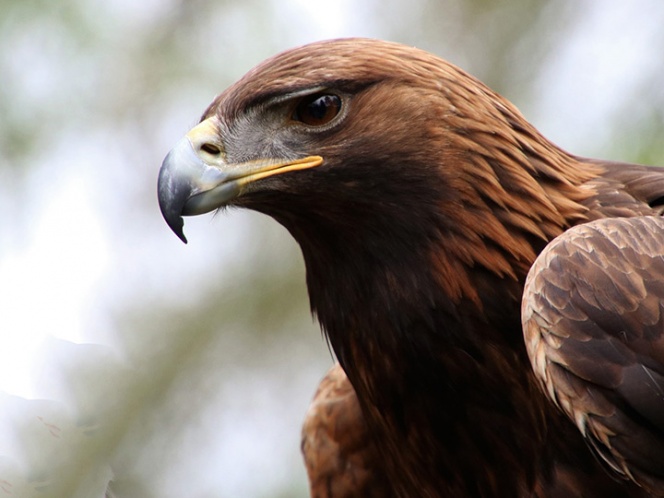 Detectan 12 territorios activos de Águila Real, en Chihuahua - RR Noticias