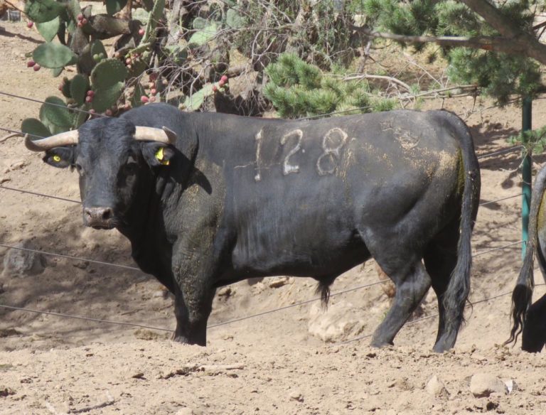 Hoy arriban toros a corrales de la Plaza Santa María