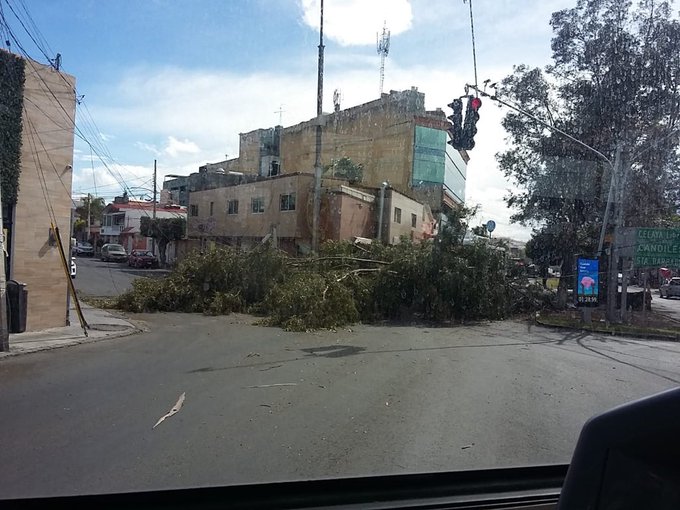 4 árboles, 3 lonas y un poste caídos por los fuertes vientos en Querétaro este jueves, informa Carlos Rodríguez Di Bella