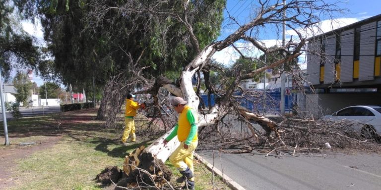 40 reportes por alguna incidencia tras los fuertes vientos recibió PC municipal en Querétaro, reportó Carlos Rodríguez Di Bella
