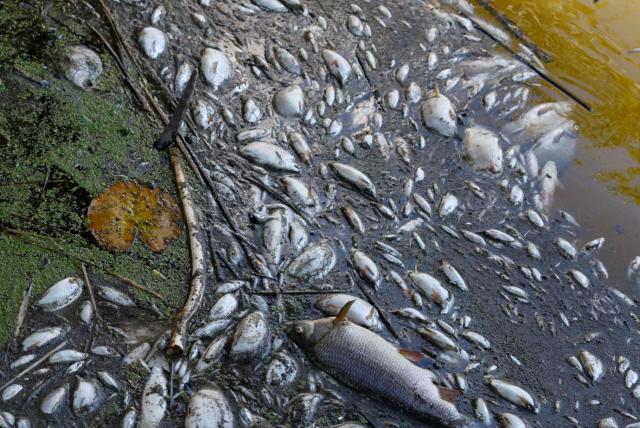 Muerte de peces es causado por cierre de planta nuclear en EU