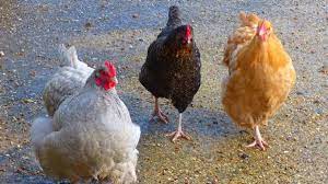 Doblan esfuerzos para disminuir propagación de gripe aviar