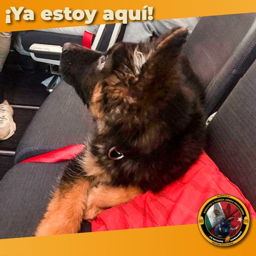 Llega a México el heredero de Proteo, un cachorrito donado por Turquía