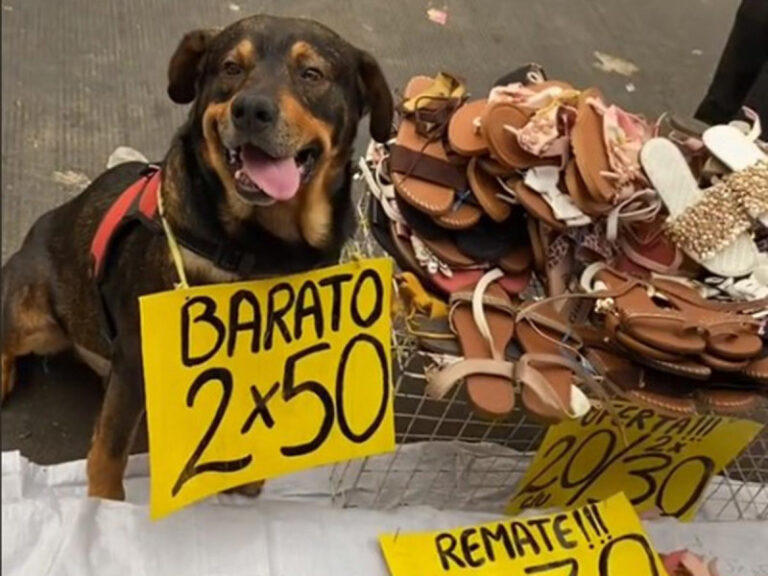Kaleb, el perrito comerciante que vende zapatos