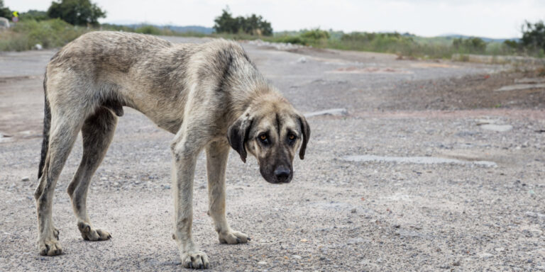 23 perros muertos y 5 desnutridos encontrados en casa de Cancún