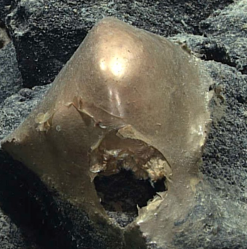 Misterioso ‘huevo de oro’ hallado en el fondo del mar de Alaska desconcierta a los científicos